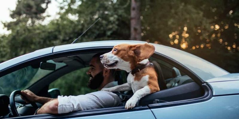 Roadtrip with your dog