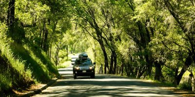 SUV driving through trees on road trip