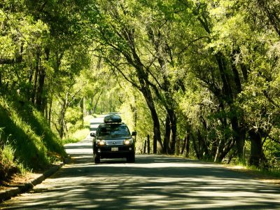 SUV driving through trees on road trip