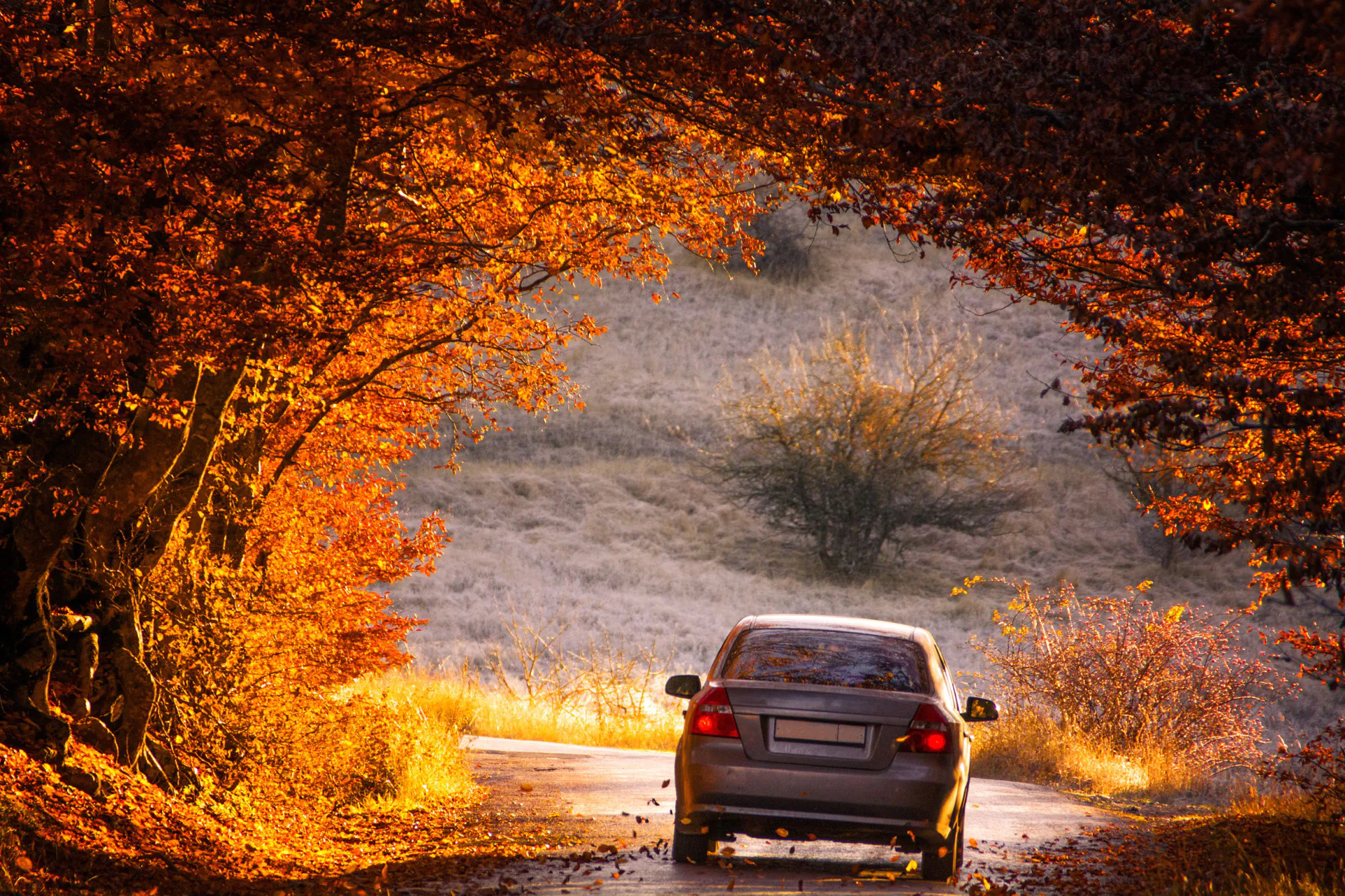 Chevrolet Sonic drives through a beautiful arch of autumn trees
